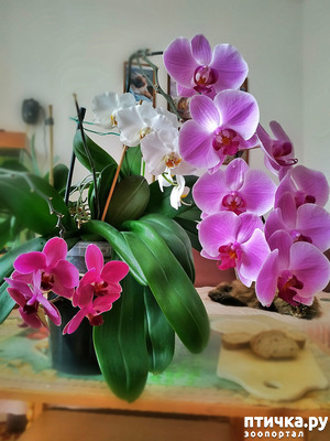 фото: Орхидеи