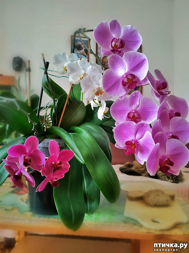 фото 1: Орхидеи