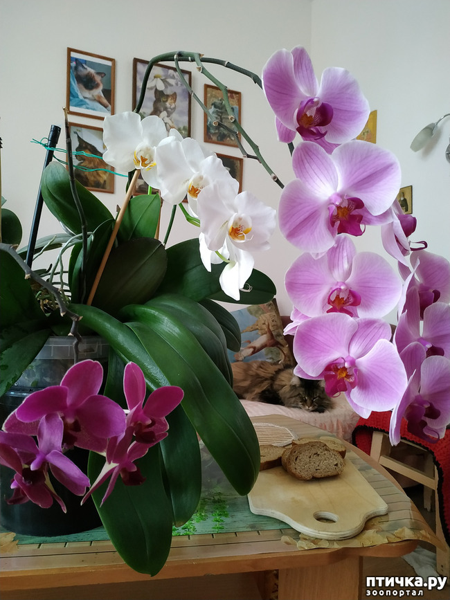 фото 2: Орхидеи