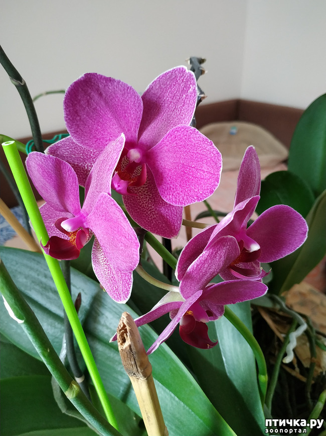 фото 3: Орхидеи