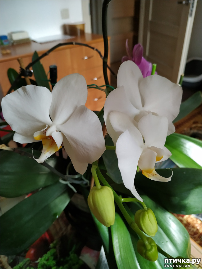 фото 6: Орхидеи