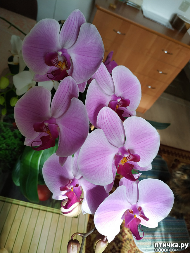 фото 5: Орхидеи