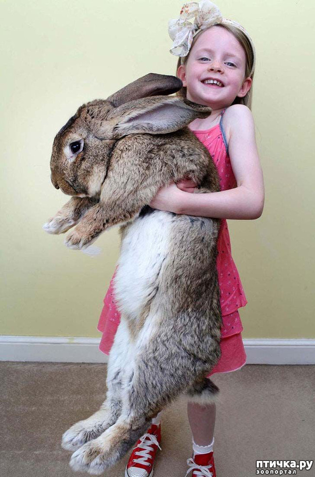 фото 2: Необычная жизнь обычных животных. Кролик Конти