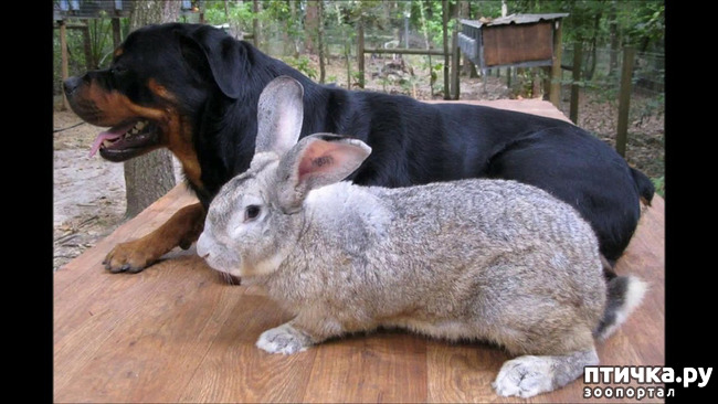 фото 4: Необычная жизнь обычных животных. Кролик Конти