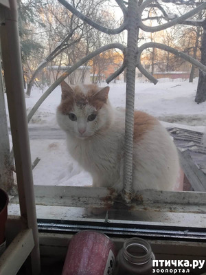 фото: Продолжение приключений кота Синичкина.