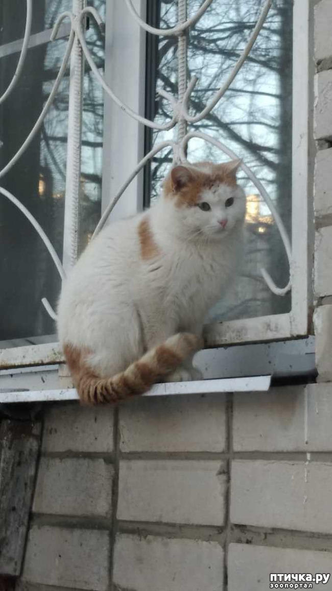 фото 2: Продолжение приключений кота Синичкина.