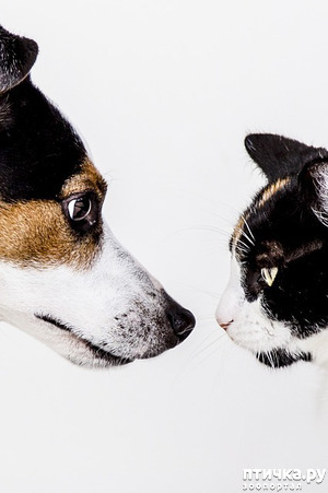 фото: Как безболезненно поменять корм собаке или кошке?