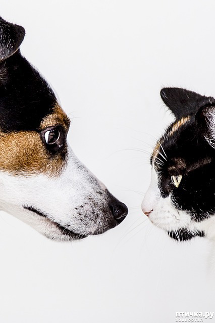 фото 1: Как безболезненно поменять корм собаке или кошке?