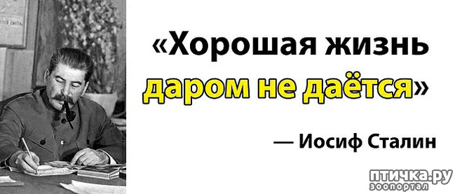 фото 3: Убивающий наповал