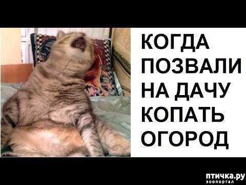 фото 34: МАЙ, МИР, ТРУД и ДАЧА...!!!