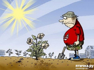 фото 35: МАЙ, МИР, ТРУД и ДАЧА...!!!