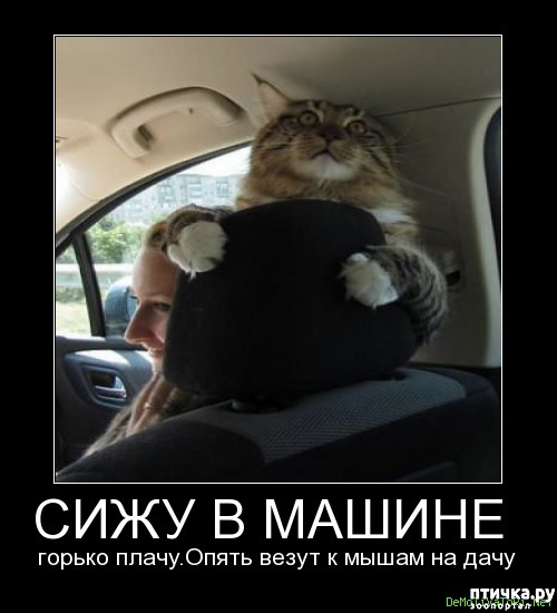 фото 4: МАЙ, МИР, ТРУД и ДАЧА...!!!