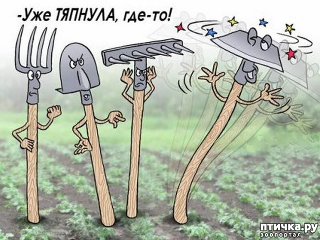 фото 23: МАЙ, МИР, ТРУД и ДАЧА...!!!