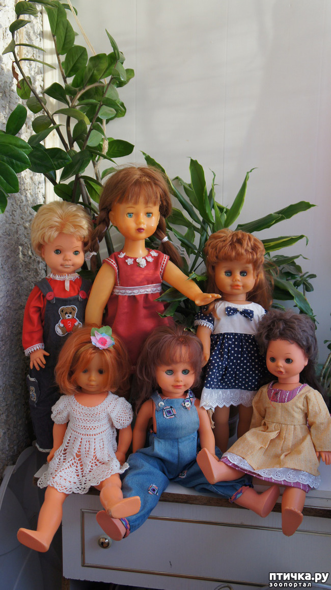 фото 13: Кукла Маша, кукла Даша, Кася, Фаня и Рысяша..