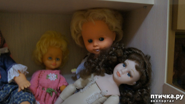 фото 17: Кукла Маша, кукла Даша, Кася, Фаня и Рысяша..