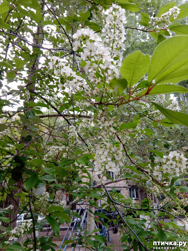 фото 3: Весна в нашем дворе