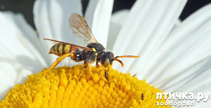 фото: Укус пчелы или осы: что делать?