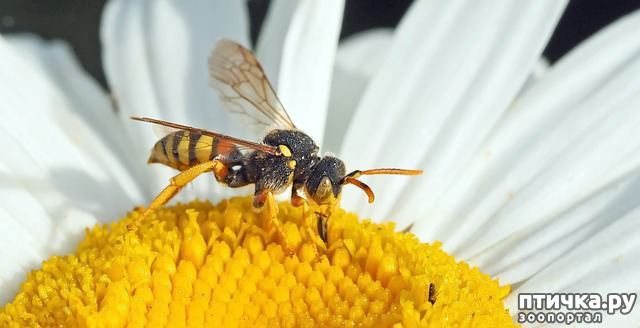 фото 1: Укус пчелы или осы: что делать?