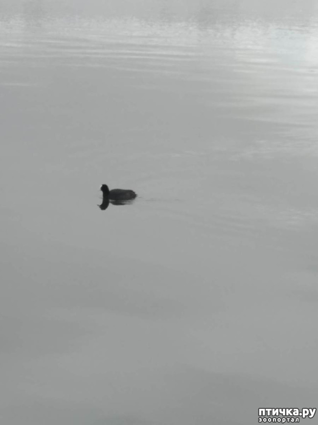 фото 7: Птицы озера Кабан.