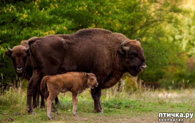 фото 4: Зубр - самое крупное животное в Европе и в Беларуси
