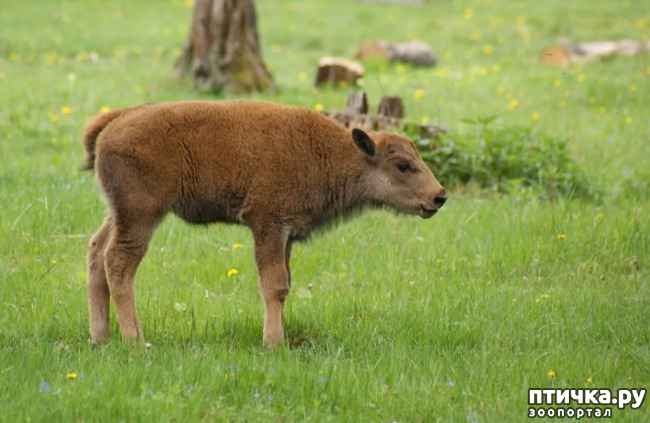 фото 5: Зубр - самое крупное животное в Европе и в Беларуси