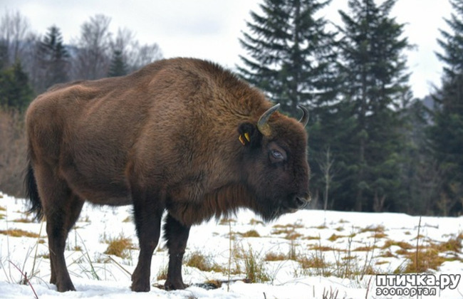 фото 7: Зубр - самое крупное животное в Европе и в Беларуси