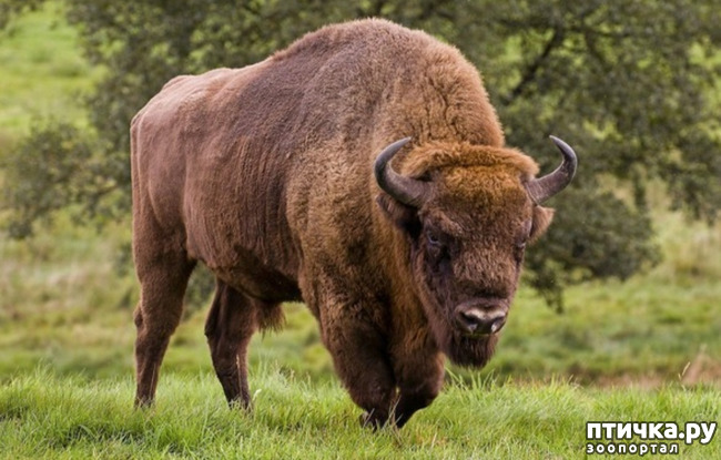 фото 9: Зубр - самое крупное животное в Европе и в Беларуси