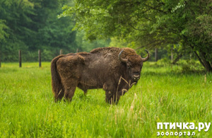 фото: Зубр - самое крупное животное в Европе и в Беларуси