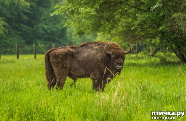 фото 1: Зубр - самое крупное животное в Европе и в Беларуси