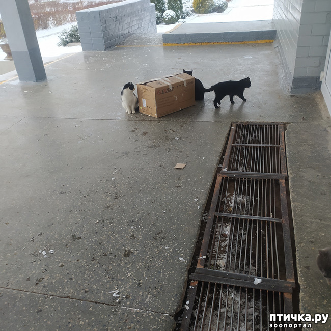 фото 1: Бездомные коты и коробка