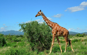 фото: Жираф - самое высокое животное на суше