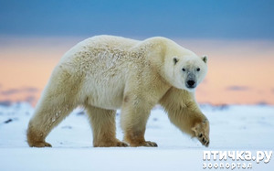 фото: Белый медведь - самый большой медведь