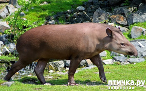 фото: Тапир - забавное животное Азии и Америки
