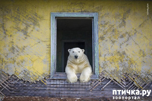 фото: Дом медведей