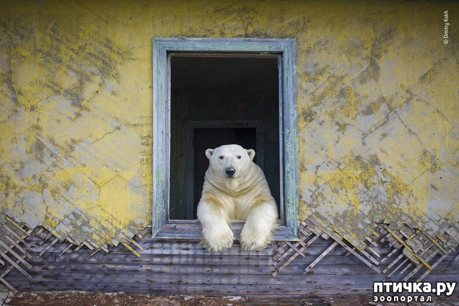 фото 1: Дом медведей