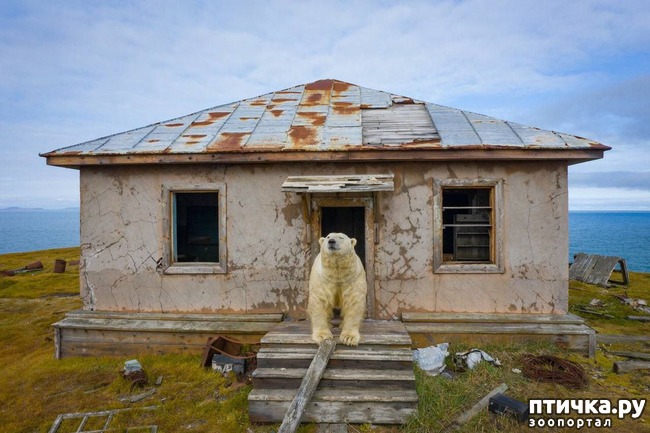 фото 3: Дом медведей