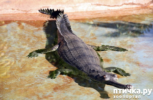фото: Гавиал - самый странный крокодил