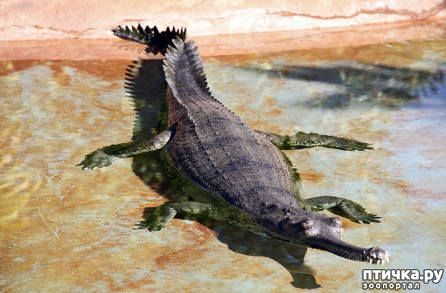 фото 1: Гавиал - самый странный крокодил