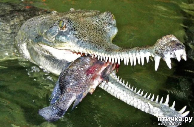 фото 2: Гавиал - самый странный крокодил