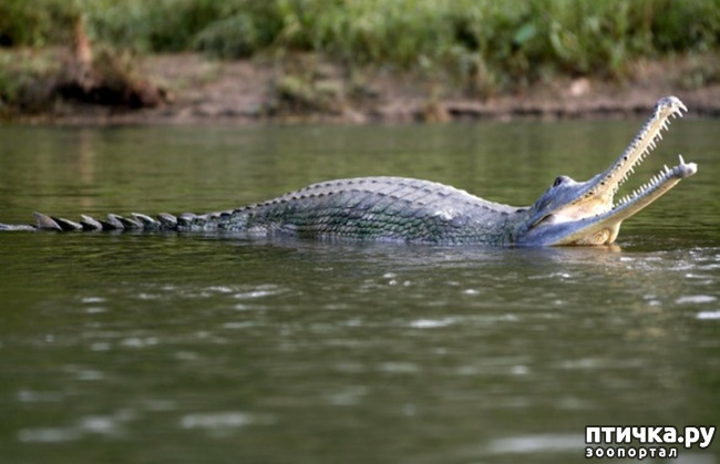 фото 3: Гавиал - самый странный крокодил