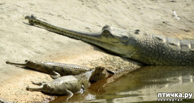 фото 5: Гавиал - самый странный крокодил