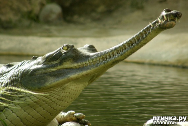 фото 6: Гавиал - самый странный крокодил