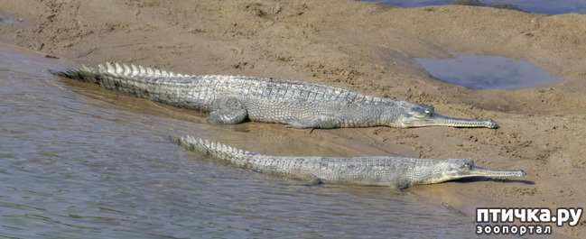 фото 7: Гавиал - самый странный крокодил