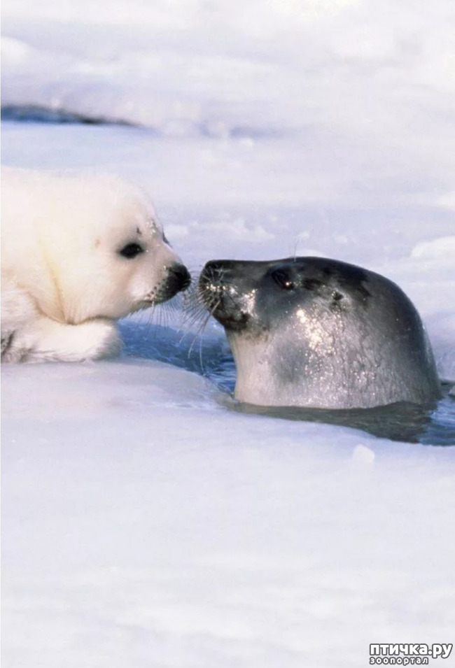 фото 3: Гренландский тюлень - самый милый тюлень