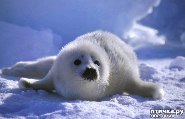 фото 4: Гренландский тюлень - самый милый тюлень