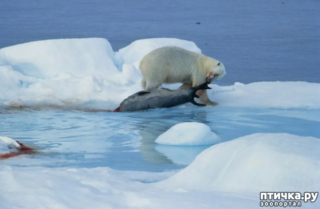 фото 6: Гренландский тюлень - самый милый тюлень