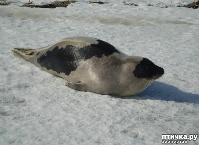 фото 1: Гренландский тюлень - самый милый тюлень