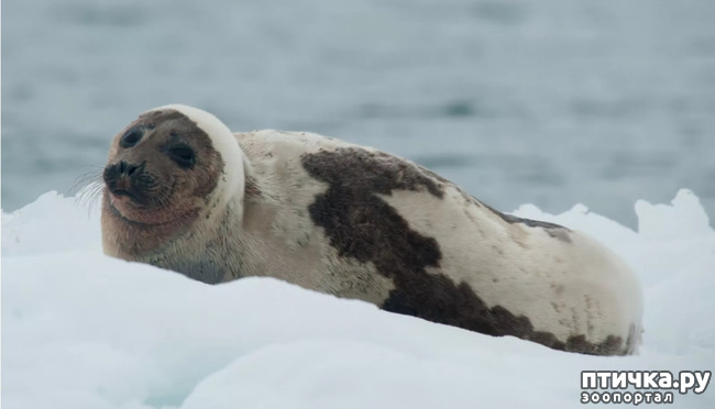 фото 2: Гренландский тюлень - самый милый тюлень