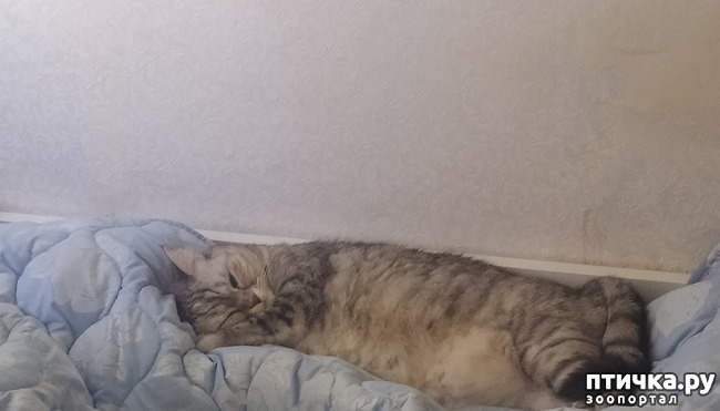  5:  ))