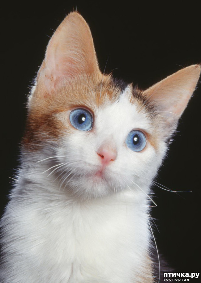 фото 11: Охос азулес - новая порода кошек!